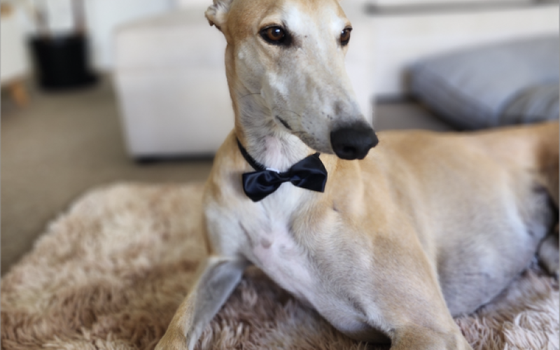 Dog - Details | Greyhounds as Pets